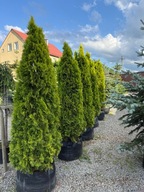Tuja thuja Golden Smaragd 180-190cm