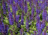 Szałwia omszona Salute Deep Blue P9