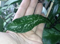 Hoya Hoja PUBICALYX HAWAIIAN PURPLE cięta