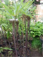 Arizema consanguineum (Arisaema consanguineum) arisaema bulwy