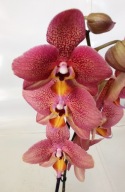PHALENOPSIS storczyk toulon 2