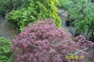 Klon dissectum pendula czerwony jednostronny 19 lat szczepiony inny