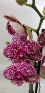 PHALENOPSIS storczyk wild cat 4