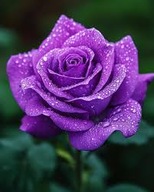 Nasiona Róży Purple 100 szt. – Egzotyczne Piękno w Twoim Ogrodzie!