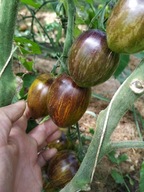 Pomidor DWARF Shadow Boxing niski idealny do donic samo kończący