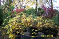 Tawuła japońska szczepiona okrywowa kaskada inna