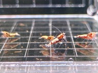 Krewetki Caridina Red Galaxy Boa 15 sztuk