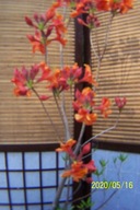 Azalia barwna szczepiona pienna inna