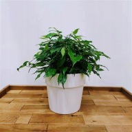 Ficus fikus benjamin green kinky SADZONKA 25 cm
