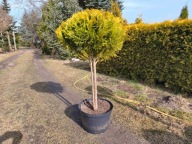 Cyprysik cięty w kulę na pniu nr 1