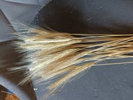 Pszenżyto naturalne suszone zboże susz kwiaty kompozycje