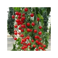 Pomidor Rozkosz Ogrodnika Gardener`s Delight super słodki koktajlowy