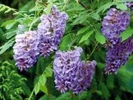 Wisteria /Glicynia chińska fioletowa! nasiona ok 15szt
