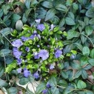 BARWINEK POSPOLITY sadzonki z gołym korzeniem 50 szt wieloletni