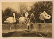 WARSZAWA. ZOO Miejski Ogród Zoologiczny. Flamingi różowe, CZYSTA