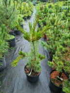 Sosna drobnokwiatowa Pinus parviflora 'Akai Ashi Goyo' NA BIG BONSAI
