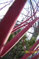 Klon sango kaku palmowy 20 letni żółty duży 220cm inny