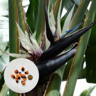 Strelitzia nicolai – strelicja biała (Rajski Ptak) | 10 nasion + instrukcja