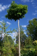 Ambrowiec szczepiony kulisty pieny okaz 3oocm inny