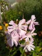 Mydlnica lekarska, naturalne mydło, doniczka