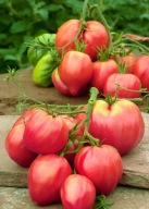 Bawole Serce Oxheart Sadzonki Pomidor