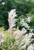 Miskant Gracilimus (Miscanthus sinensis 'Gracilimus') C2 30-40cm