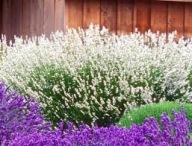 LAWENDA white scent sadzonka w pojemniku 10 cm na obwódki , miododajna