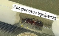 Camponotus ligniperda kolonia królowa 1-3 robotnica + potomstwo