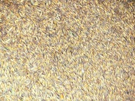 OWIES ziarno pasza zboże królików gryzoni 20kg