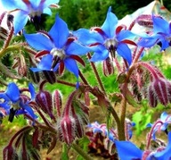 ogórecznik lekarski nasiona 1000szt ***