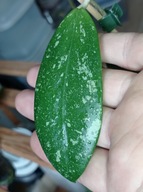 Hoya Hoja EPC 600 cięta