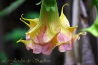 Brugmansia datura,SB Roxanne