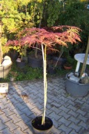 Klon czerwony dissectum płaski na wysokim pniu dąb lipa azalia irga inny