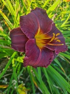 Liliowiec BLACK STOCKINS- czarne z oliwkowo zielonym centrum duże kwiaty