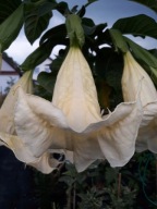 Brugmansia datura Nicoline