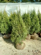 tuja smaragd 100cm, europa gold, złotokończysta,