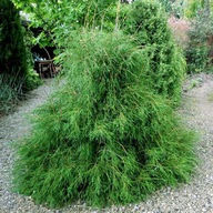 Żywotnik zachodni 'Filiformis' | TUJA THUJA