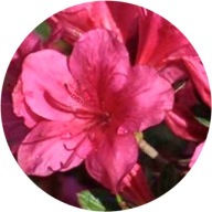 Azalia japońska Tootsie 2L