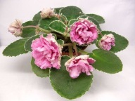 Fiołek afrykański @cięty liść @LE-Madam Pompadur @ standard