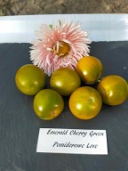 Pomidor Emerald Cherry Green koktajlowy nasiona kolekcjonerskie