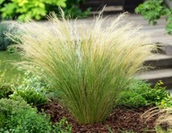 Ostnica Stipa Pony Tails P9