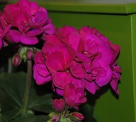 Pelargonia DUŻA INTERSPECIFIC Calliope M Violet