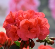 Pelargonia łososiowa INTERSPECIFIC Mojo salmon