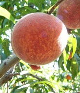 Brzoskwinia BARDZO WCZESNA – sadzonka, plenna odmiana