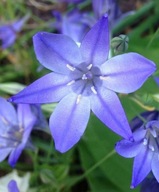 Hiacynt kalifornijski sadzonka w pojemniku 10 CM ogrodowy na obwódki