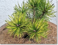 Pinus uncinata 'Cabrini' - !!!