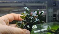 Bucephalandra sp. Brownie Jade kolekcja od fibell
