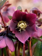 Ciemiernik orientalny , kwitnie już od lutego , w doniczce 1 Litr ,