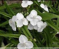 Trzykrotka Wirginijska Biała Sadzonka P9