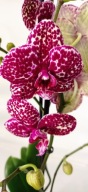 PHALENOPSIS storczyk wild cat 11
